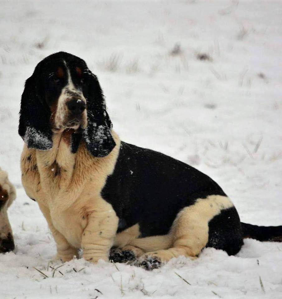 Matilda Gold Lady of Shady Acres | Basset Hound 