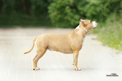TAYRA FOR KALUZHSKIY TALISMAN SOUL OF GRYFFINDOR | American Staffordshire Terrier 