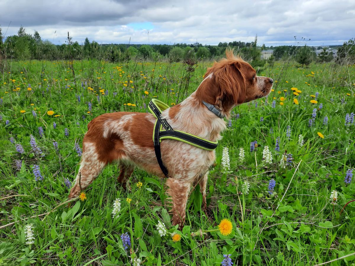 Zov Poley Beatris | Brittany 