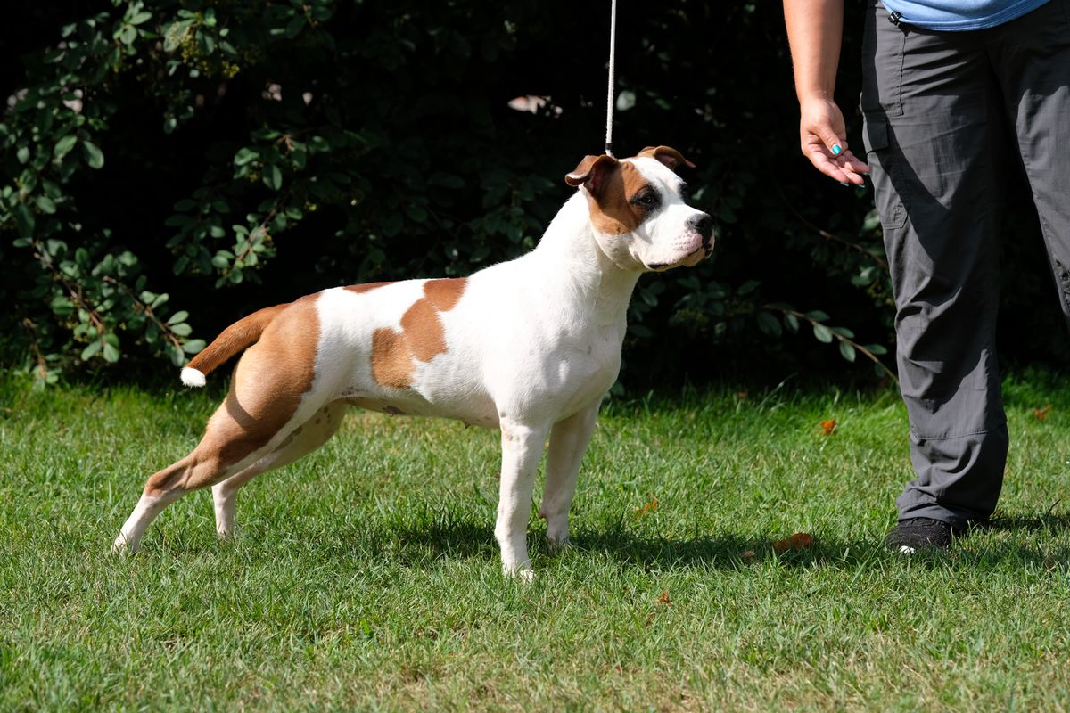Trick or Treat of Happy Rascals | American Staffordshire Terrier 
