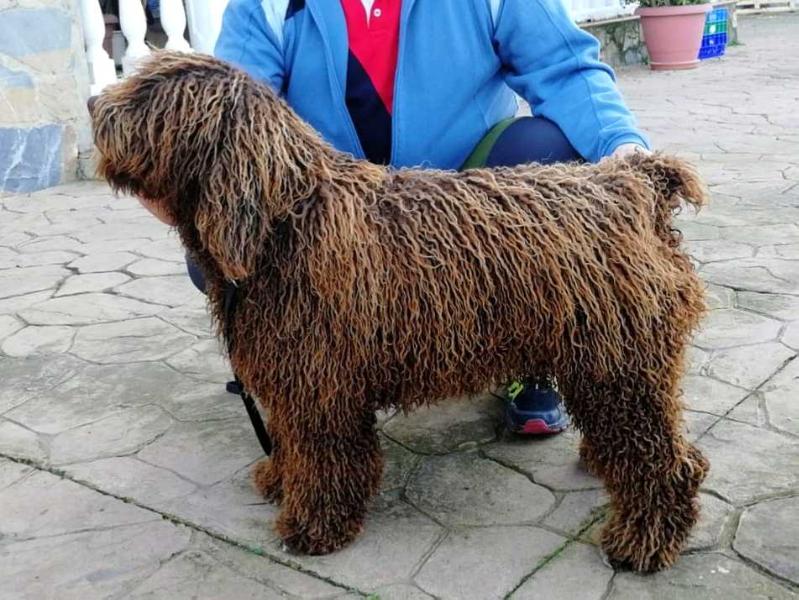 Neos de los Ceates (NBT) | Spanish Water Dog 