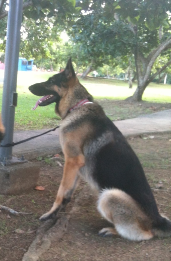 Rocky Pérez Rodríguez | German Shepherd Dog 