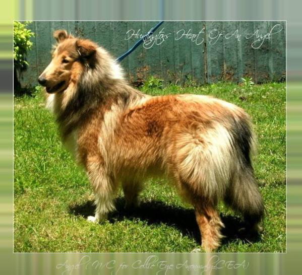 Huntington's Heart Of An Angel | Rough Collie 