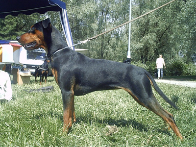 Of Leijliden HENDRIKA | German Pinscher 