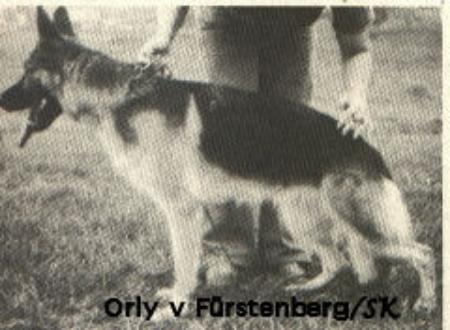 Orly vom Fürstenberg | German Shepherd Dog 