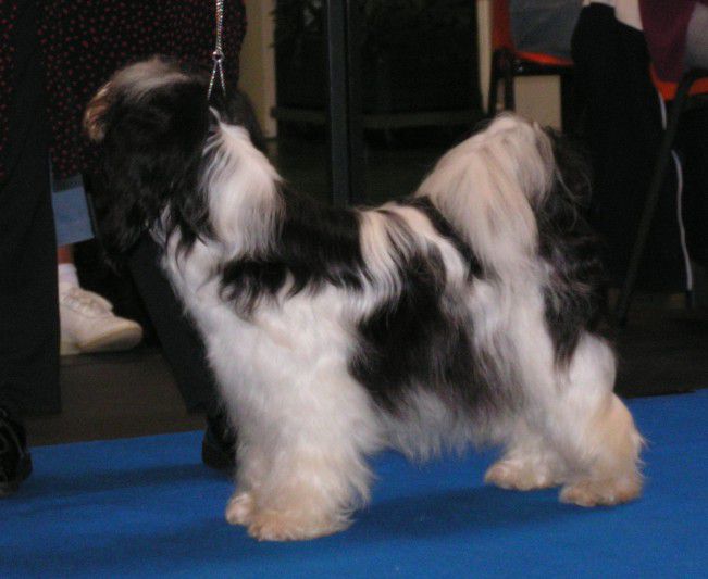 KARIMAH OF SJO-WHO-SJI-BIB | Tibetan Terrier 