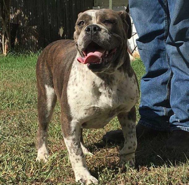 Monster's Siren Song | Olde English Bulldogge 