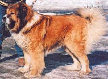 Viusheih | Caucasian Mountain Dog 