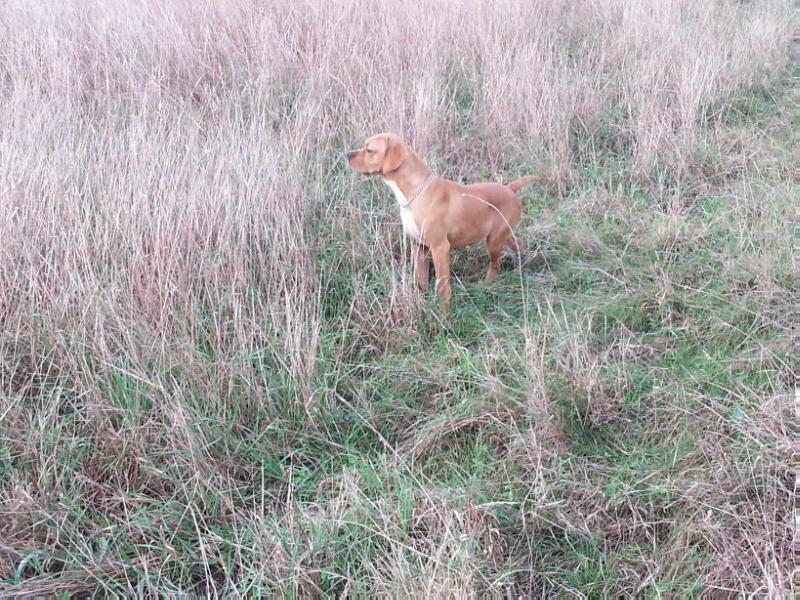 Madona | Portuguese Pointer 