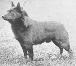 Rolls O' The North | Schipperke 