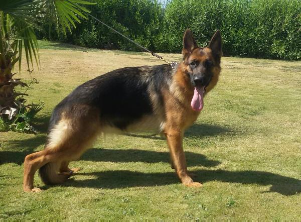Lilly Vom Cairo | German Shepherd Dog 