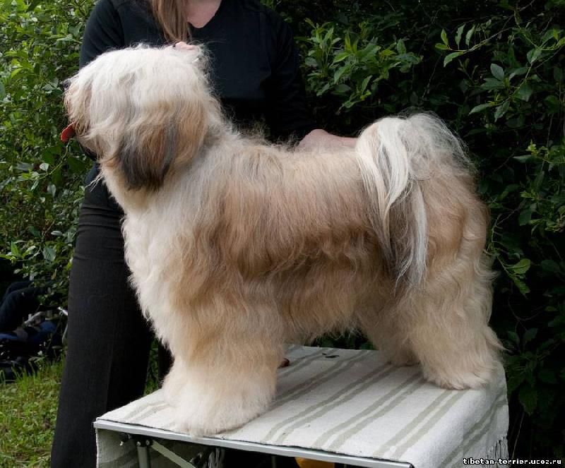 TINTAVON JEREMIAS | Tibetan Terrier 