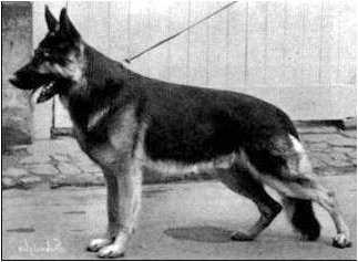 Champion von Colonia Agrippina | German Shepherd Dog 