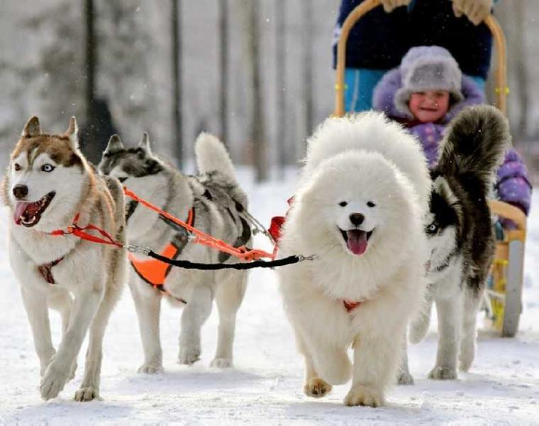 Nasledie Severa Dzhulia Roberts | Samoyed 