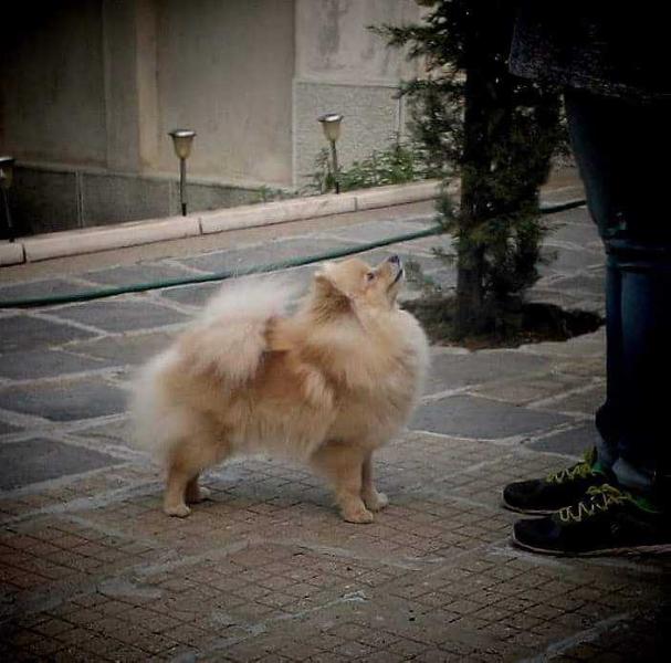 Esmeralde The Small Step | German Spitz 