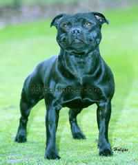 Ramblestaff Jacknife | Staffordshire Bull Terrier 