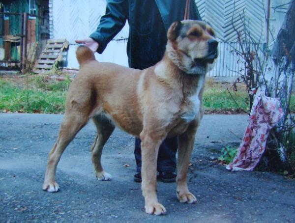 Urza | Central Asian Shepherd Dog 