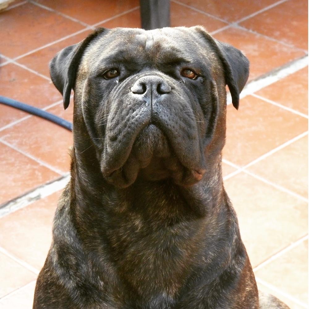 Habana Roka Luna at Greenbullies Argentina | Bullmastiff 