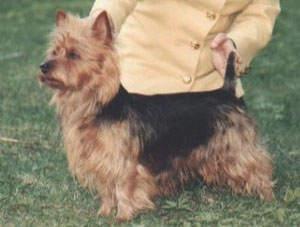 Bluepepper'S tara tammybear | Australian Terrier 