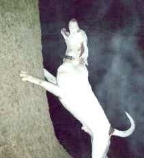 Dillard's White Oak Pride | American English Coonhound 