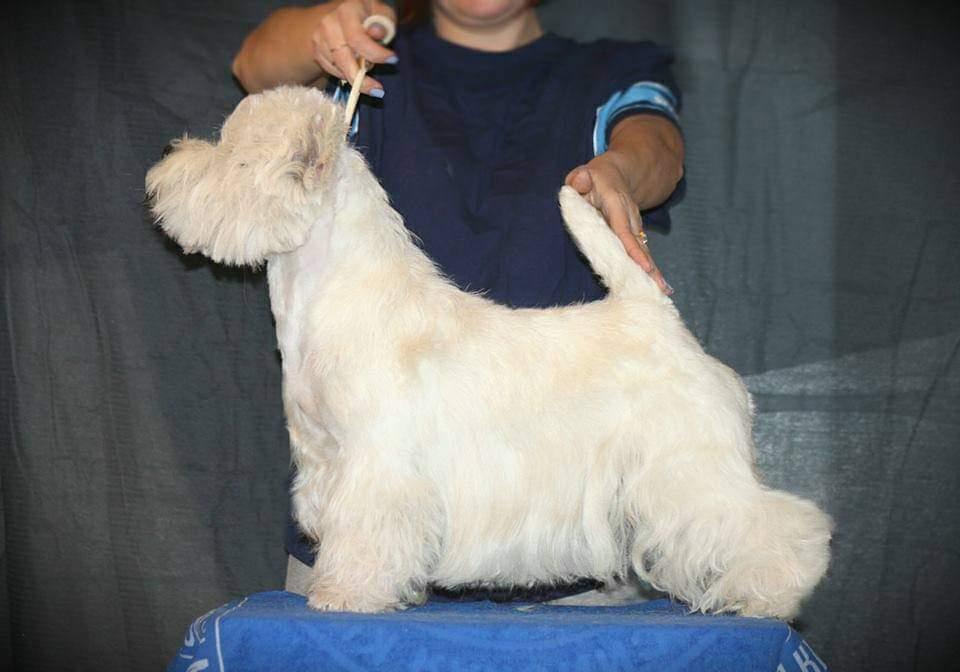 Delance Magic Viola Best of All | West Highland White Terrier 