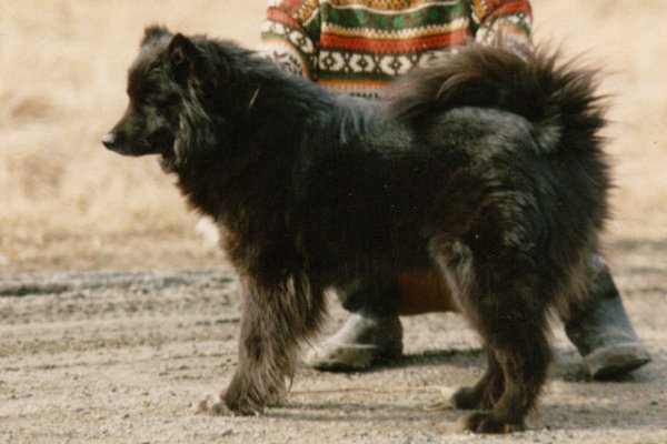 Orso-Farm Calicca | Finnish Lapphund 