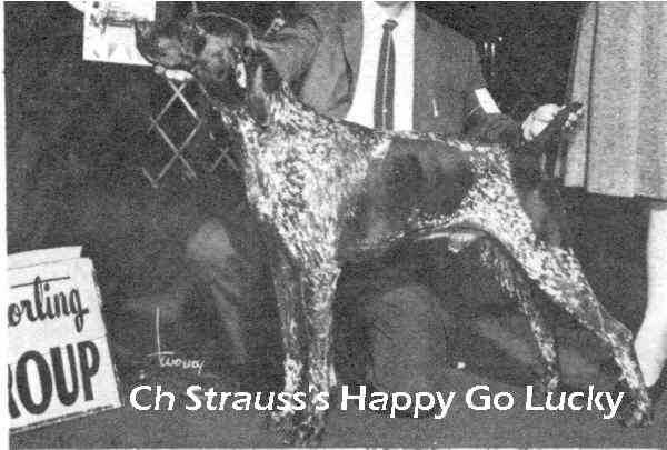 STRAUSS'S HAPPY GO LUCKY | German Shorthaired Pointer 