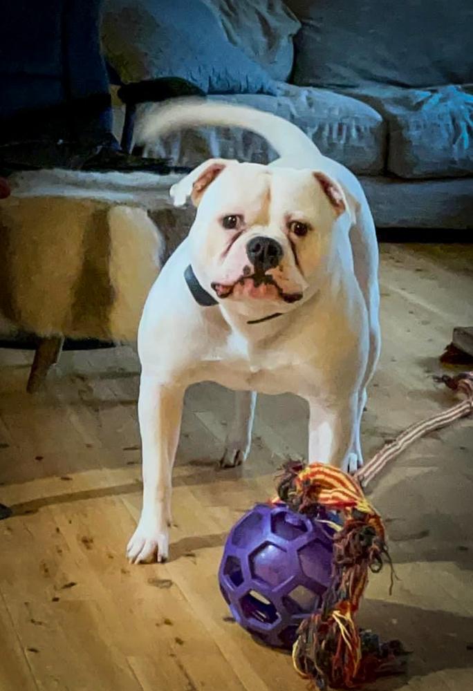 Centerbull's Duppy Conqueror AKA Kiko | American Bulldog 