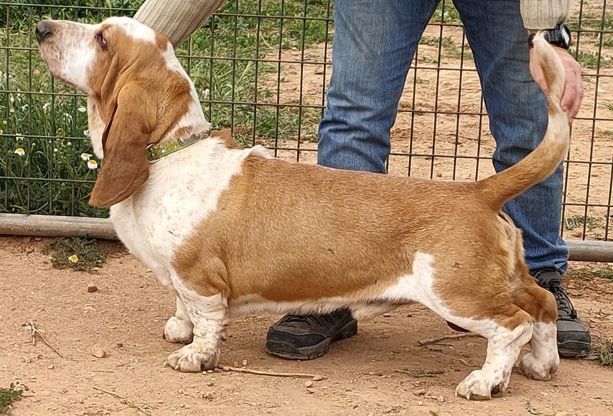 ALLEGRO DEL ALAMO DEL TAMATA | Basset Hound 