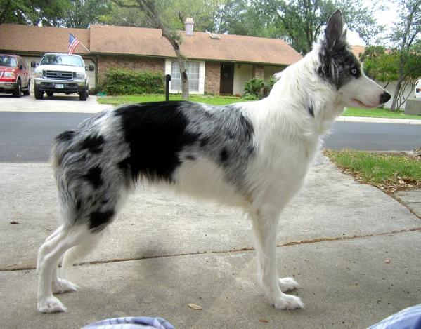 Hullabaloo's Invincible | Border Collie 