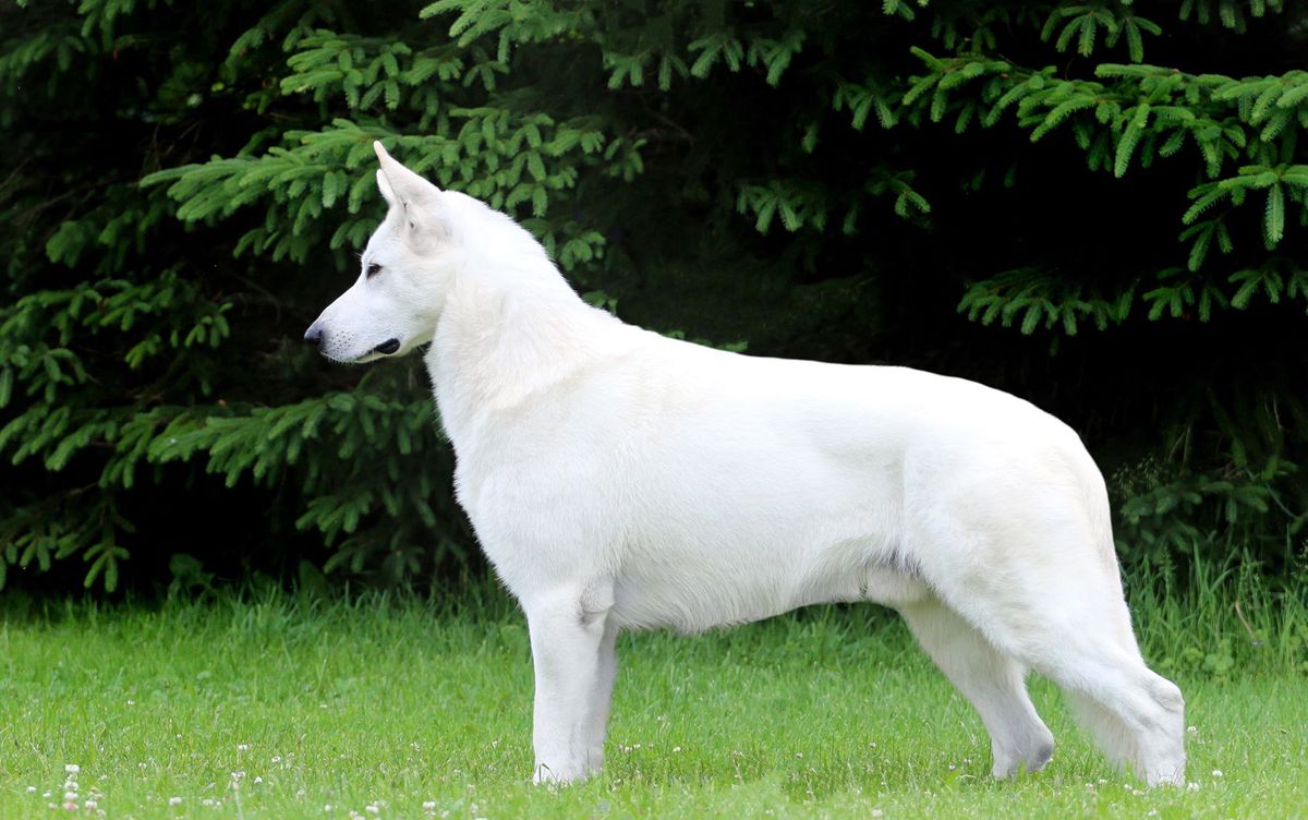 Royal Classic Momento | White Swiss Shepherd Dog 