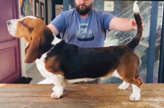 Bassefied Hugo | Basset Hound 