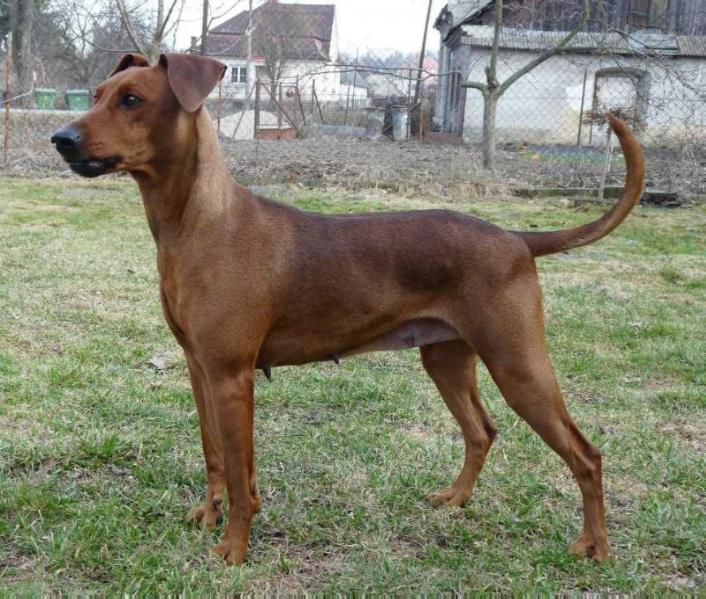 Duke Z pyselky | German Pinscher 