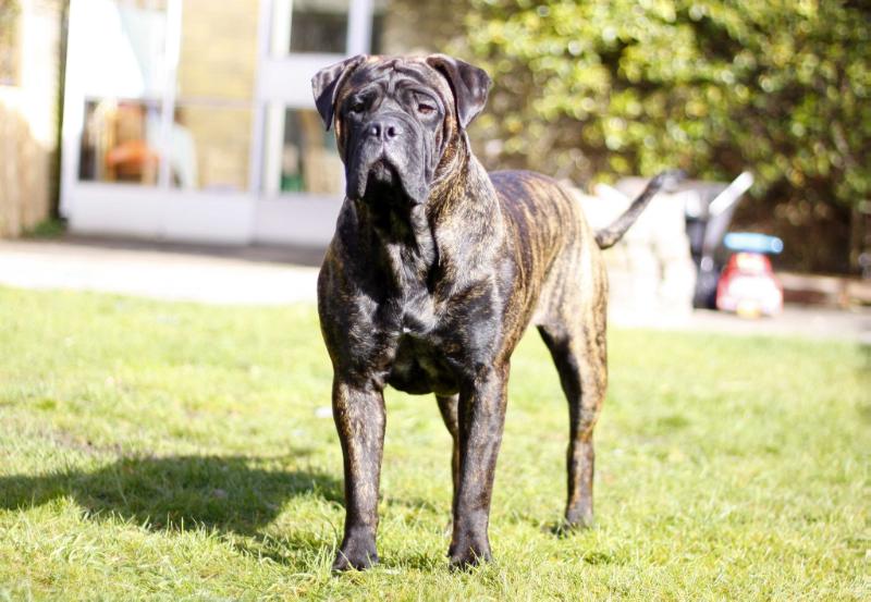 Tosca at Essenceera Amber Dream | Bullmastiff 