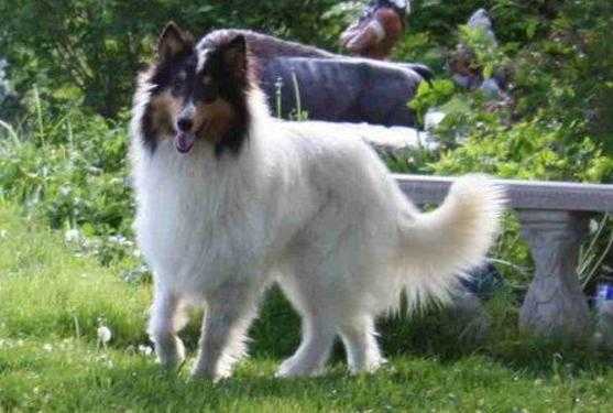 King Bruce of Scottland Bravo Tru-Vu | Rough Collie 