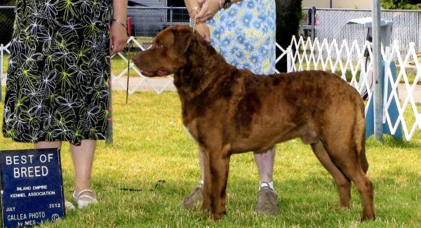 Windsong Cocoa Sensation | Chesapeake Bay Retriever 