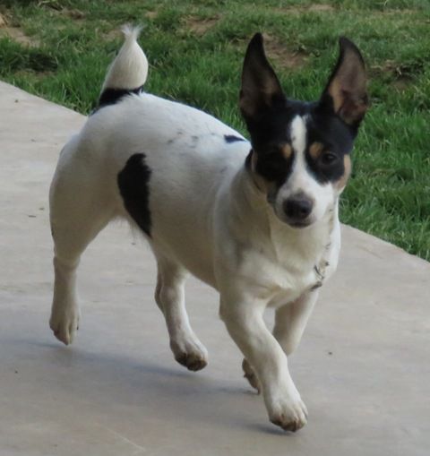 Aspen's Shine On | Teddy Roosevelt Terrier 