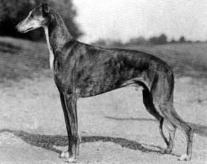 Seagift Parcancady Royaltan | Greyhound 
