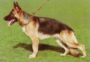 Pischa von Bad-Boll | German Shepherd Dog 