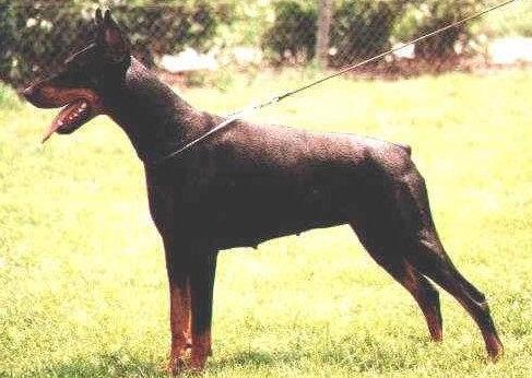 Tosca v.d. Huize Reymen | Black Doberman Pinscher