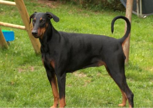 Casari v.d. Burgstätte | Black Doberman Pinscher