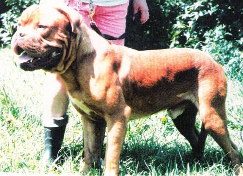 Big House's Tembo | Dogue de Bordeaux 