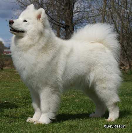 De Villaodon Zaya | Samoyed 