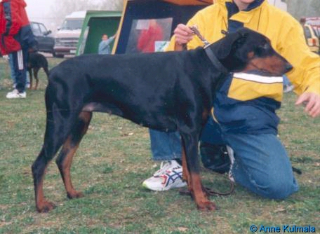 Dirtyangel (FIN 26561/95 ) | Black Doberman Pinscher