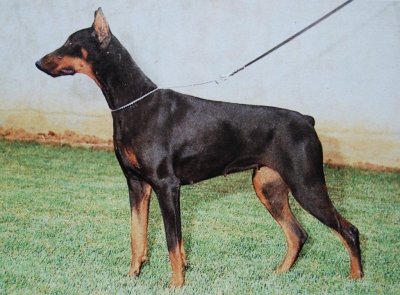 Ira de Grifeu | Black Doberman Pinscher