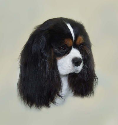 Ocuaigs Octavia | Cavalier King Charles Spaniel 