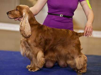 SERDTSE OHOTY ARMI | English Cocker Spaniel 