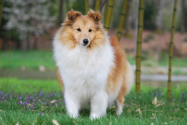 Degallo Paws For Applause | Shetland Sheepdog 