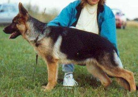 Lucy von der Liebeswarte | German Shepherd Dog 