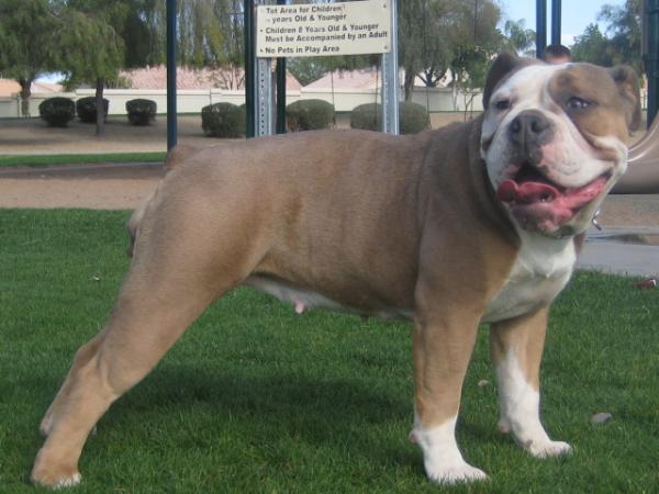 Hoghouse Lady | Olde English Bulldogge 